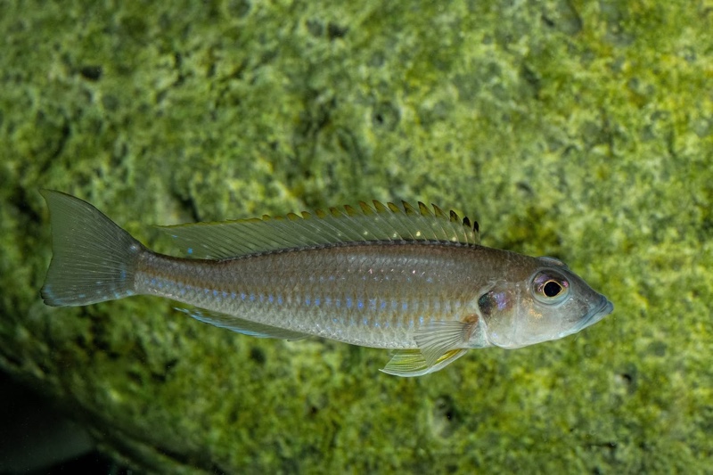 Reganochromis calliurus 'Kalalangabo'